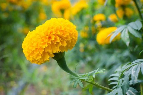 Marigold Stock Photos