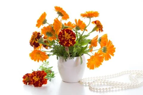 Marigold Stock Photos