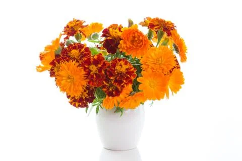 Marigold Stock Photos