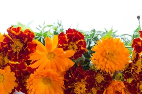 Marigold Stock Photos
