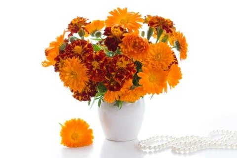 Marigold Stock Photos