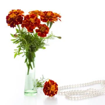 Marigold Stock Photos