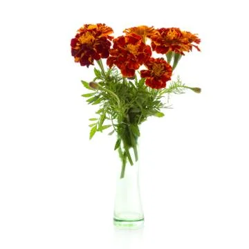 Marigold Stock Photos