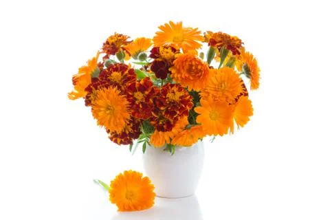Marigold Stock Photos