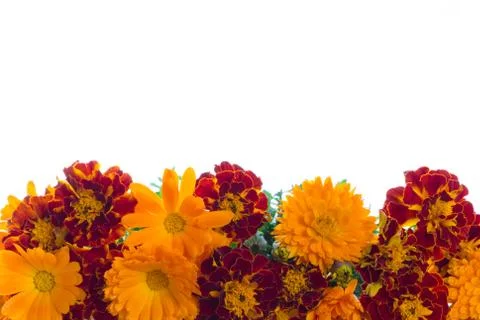 Marigold Stock Photos