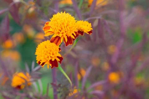 Marigold Stock Photos