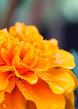 Marigold Stock Photos