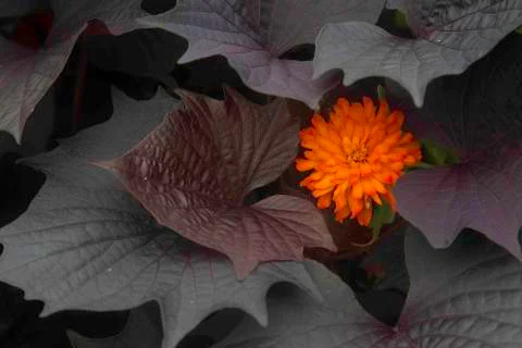 Marigold Stock Photos