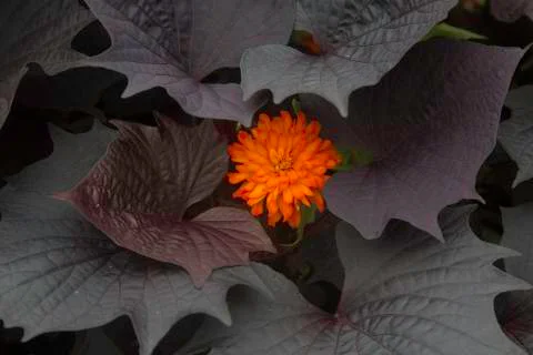 Marigold Stock Photos