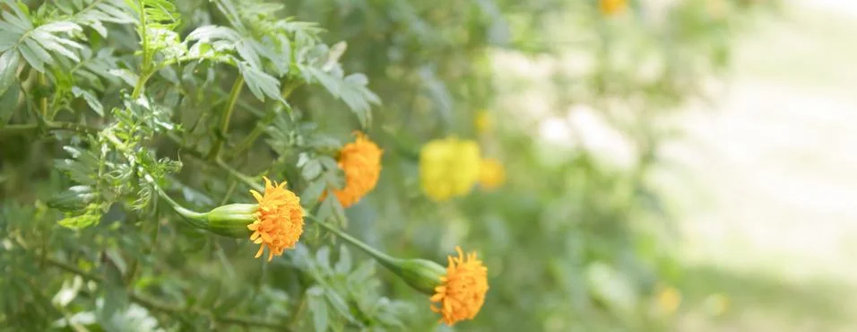 Marigold Stock Photos