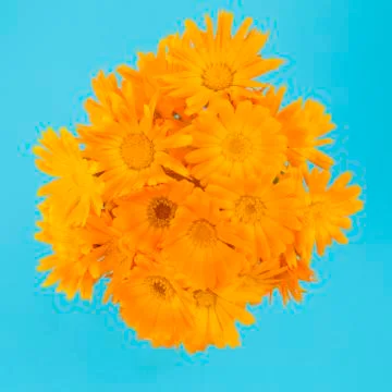 Marigold Stock Photos