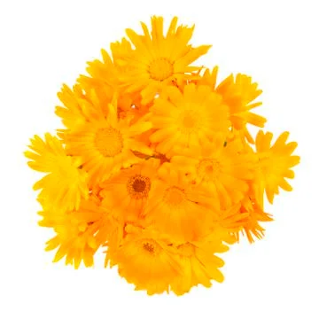 Marigold Фото