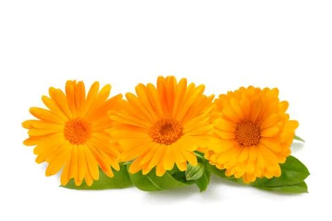 Marigold Stock Photos