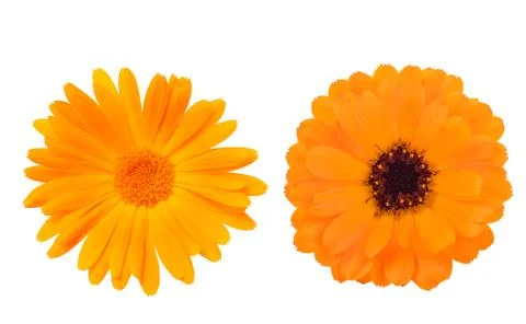Marigold Stock Photos