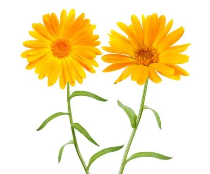 Marigold Stock Photos