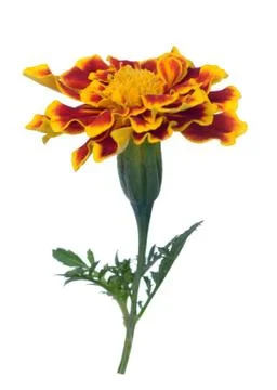 Marigold; Stock Photos
