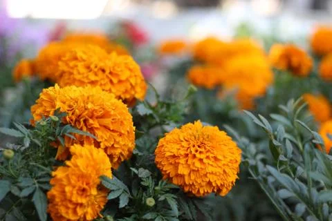 Marigold Stock Photos