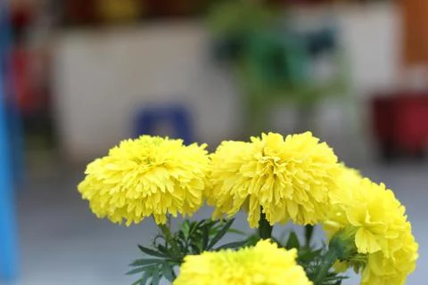 Marigold Stock Photos
