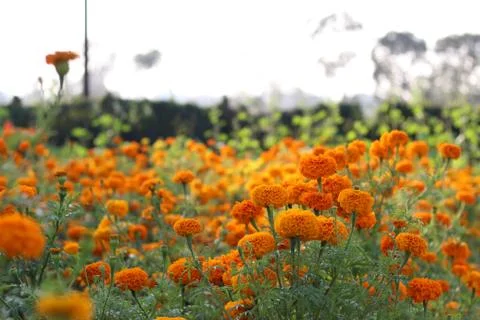 Marigold Stock Photos