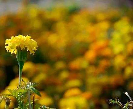 Marigold 写真素材
