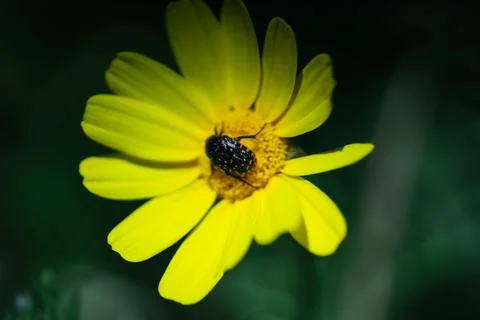 Marigold Stock Photos