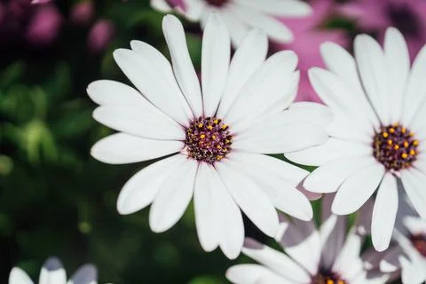 Marigold Stock Photos