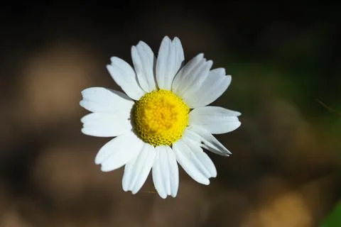 Marigold Stock Photos