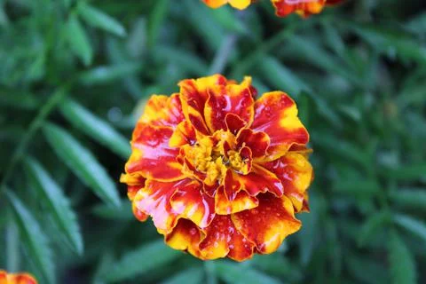 Marigold Stock Photos