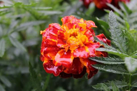 Marigold Stock Photos