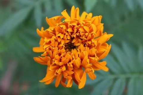 Marigold Stock Photos