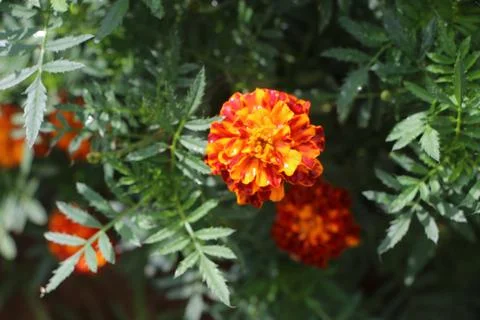 Marigold Stock Photos