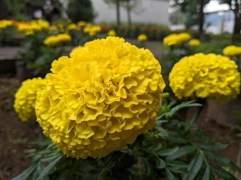 Marigold Foto stock