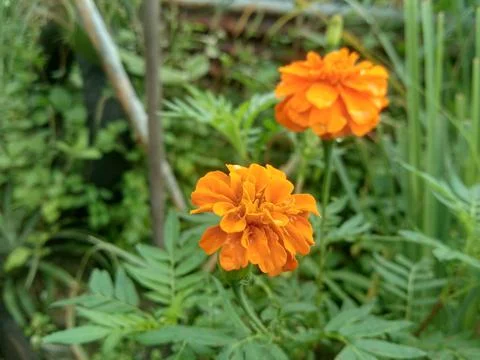 MARIGOLD Stock Photos