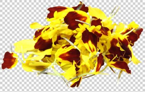 Marigold Stock Photos