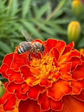 Marigold Stock Photos
