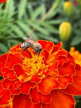 Marigold Stock Photos