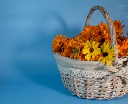 Marigold Stock Photos