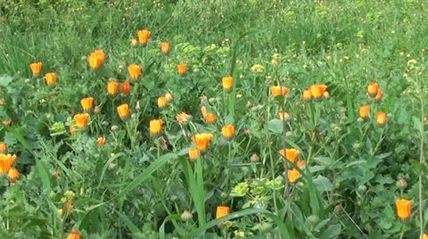 Marigold plot Stock Footage 25180852
