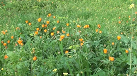 Marigold plot zoom in Stock Footage 25180491