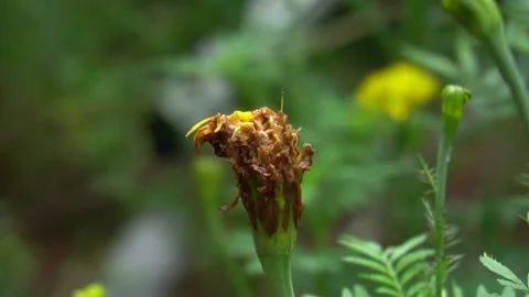 Marigold rot in the garden. Stock Footage 139323748