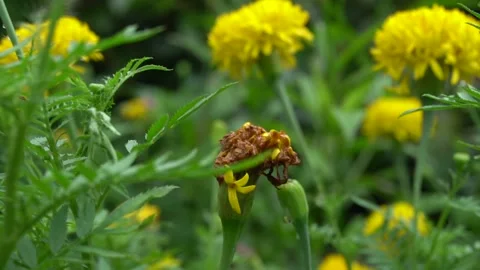 Marigold rot in the garden. Stock Footage 139323798