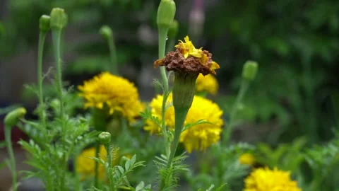 Marigold rot in the garden. Stock Footage 139323804