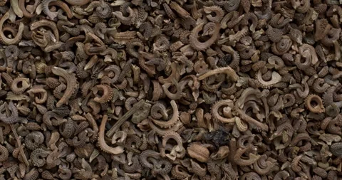 Marigold seeds background. Stock Footage 277419366