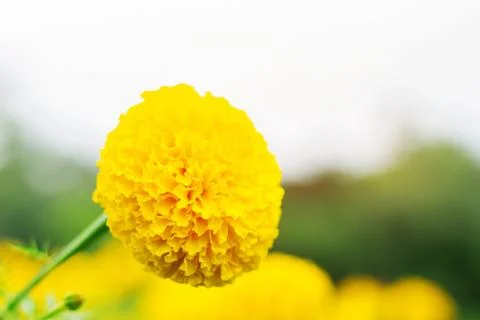 Marigold with sky background. 스톡 사진