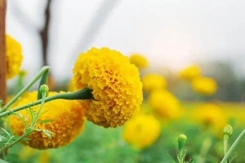 Marigold with sky background. Stock Photos