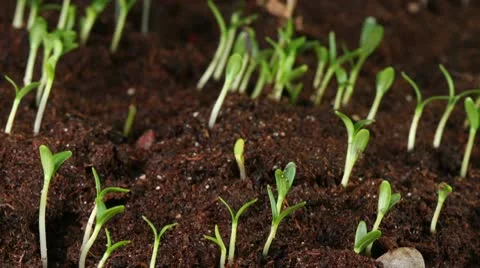 Marigold Still Stock Footage 10771534