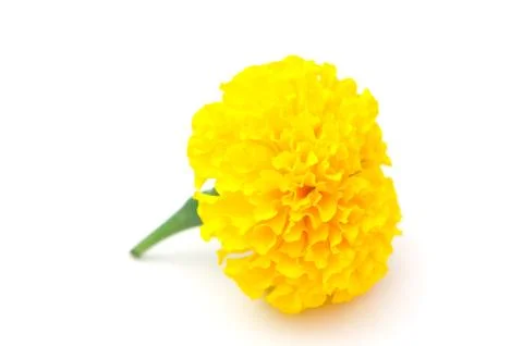 Marigold in studio Stock Photos