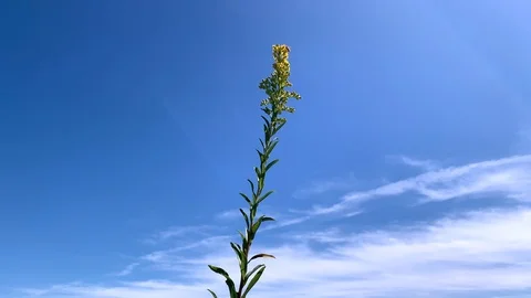 Marigold summer blue sky Vidéo 115990582