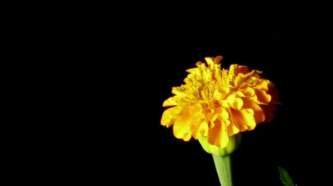 Marigold Time-lapse Video stock 27124856