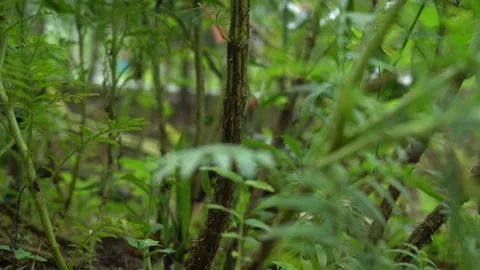 Marigold tree in the garden. Stock Footage 139323806